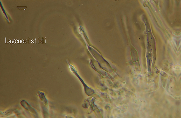 Ritrovamento n° 5 del 11-03-2012 (Hyphodontia arguta)
